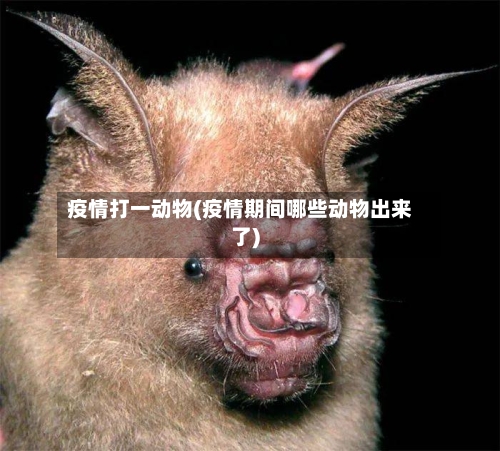 疫情打一动物(疫情期间哪些动物出来了)-第2张图片